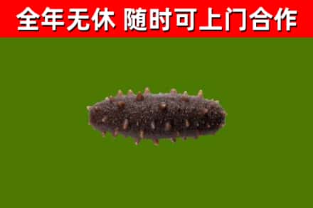 忻城县回收海参干
